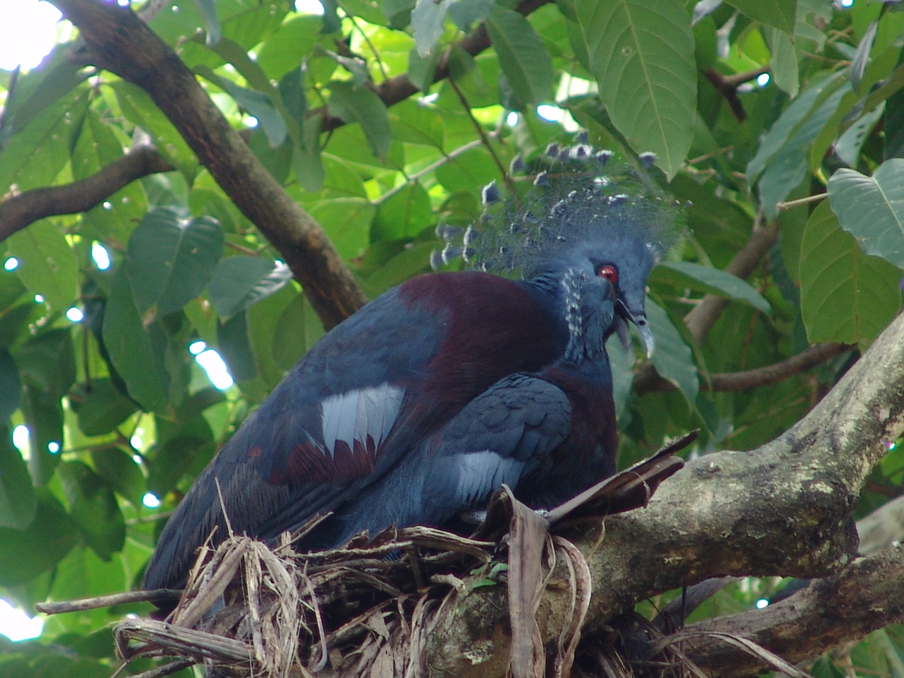 Victoria Crowned Pigeon (Goura victoria)