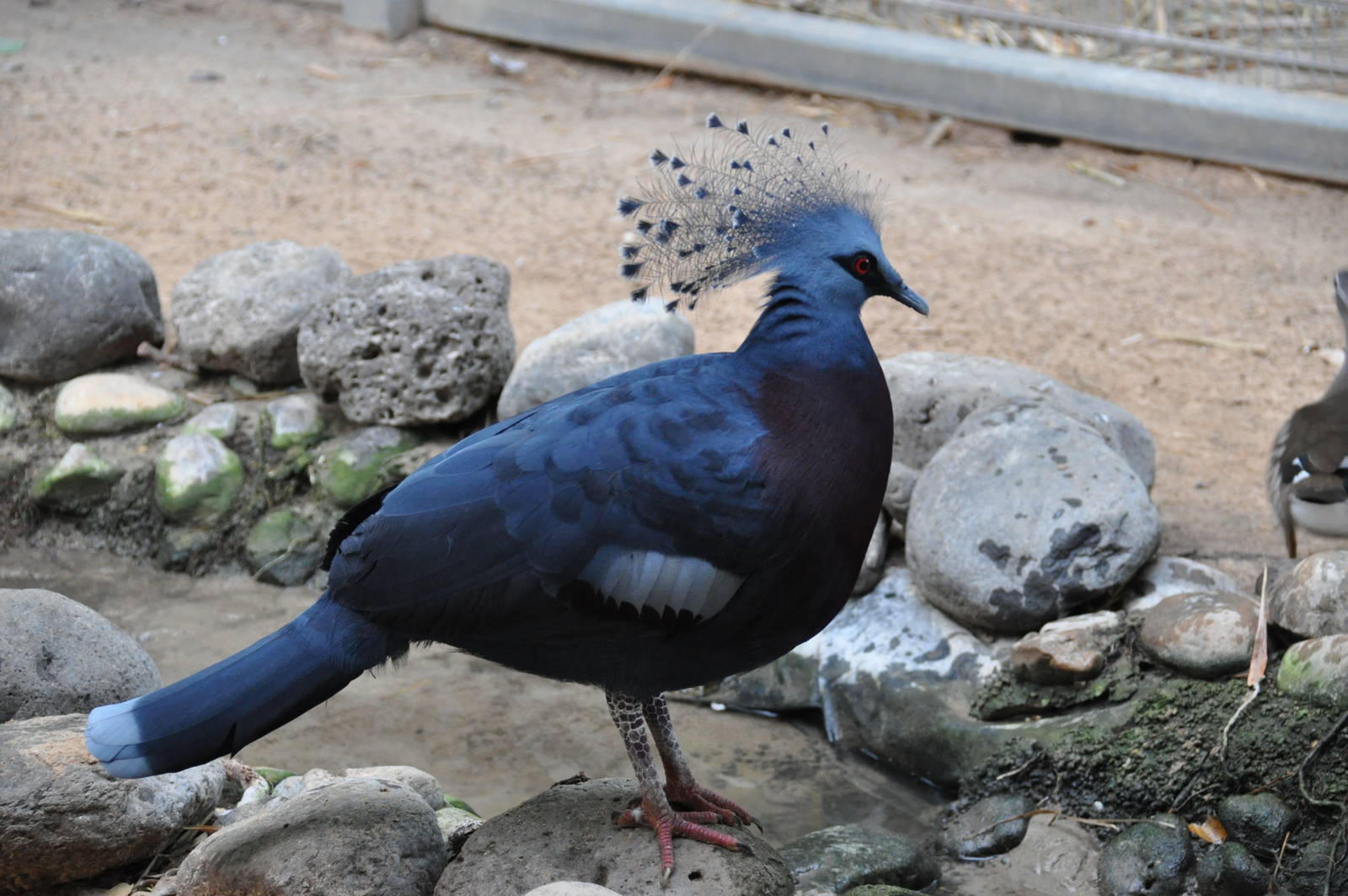 Victoria crowned pigeon/ Goura victoria