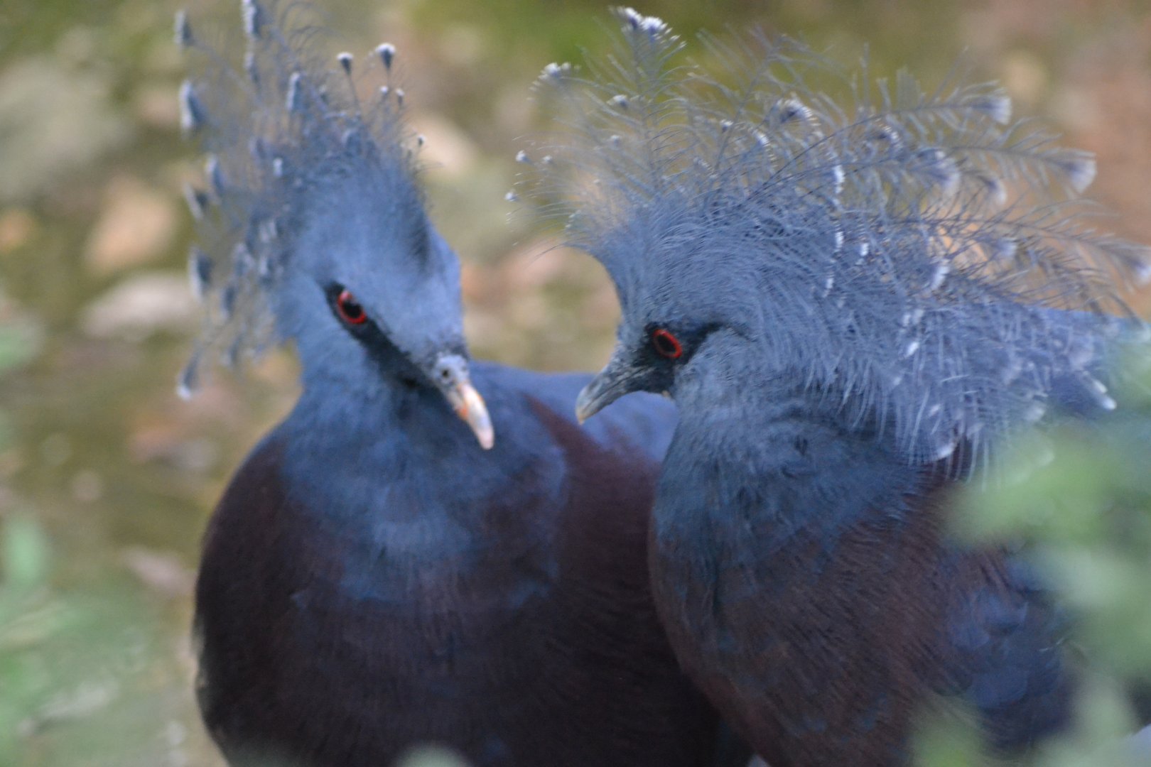 Victoria crowned-pigeon - Goura victoria