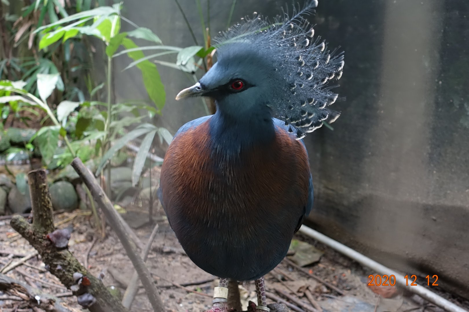 Victoria Crowned Pigeon (Goura victoria)