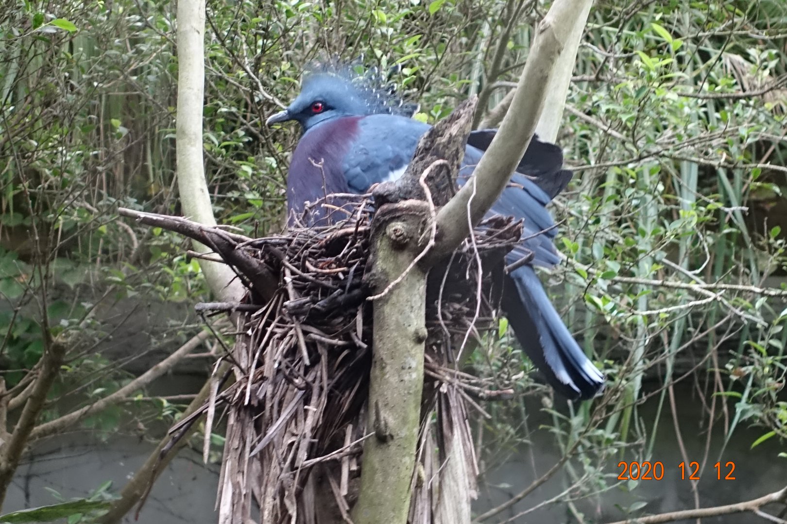 Victoria Crowned Pigeon (Goura victoria)