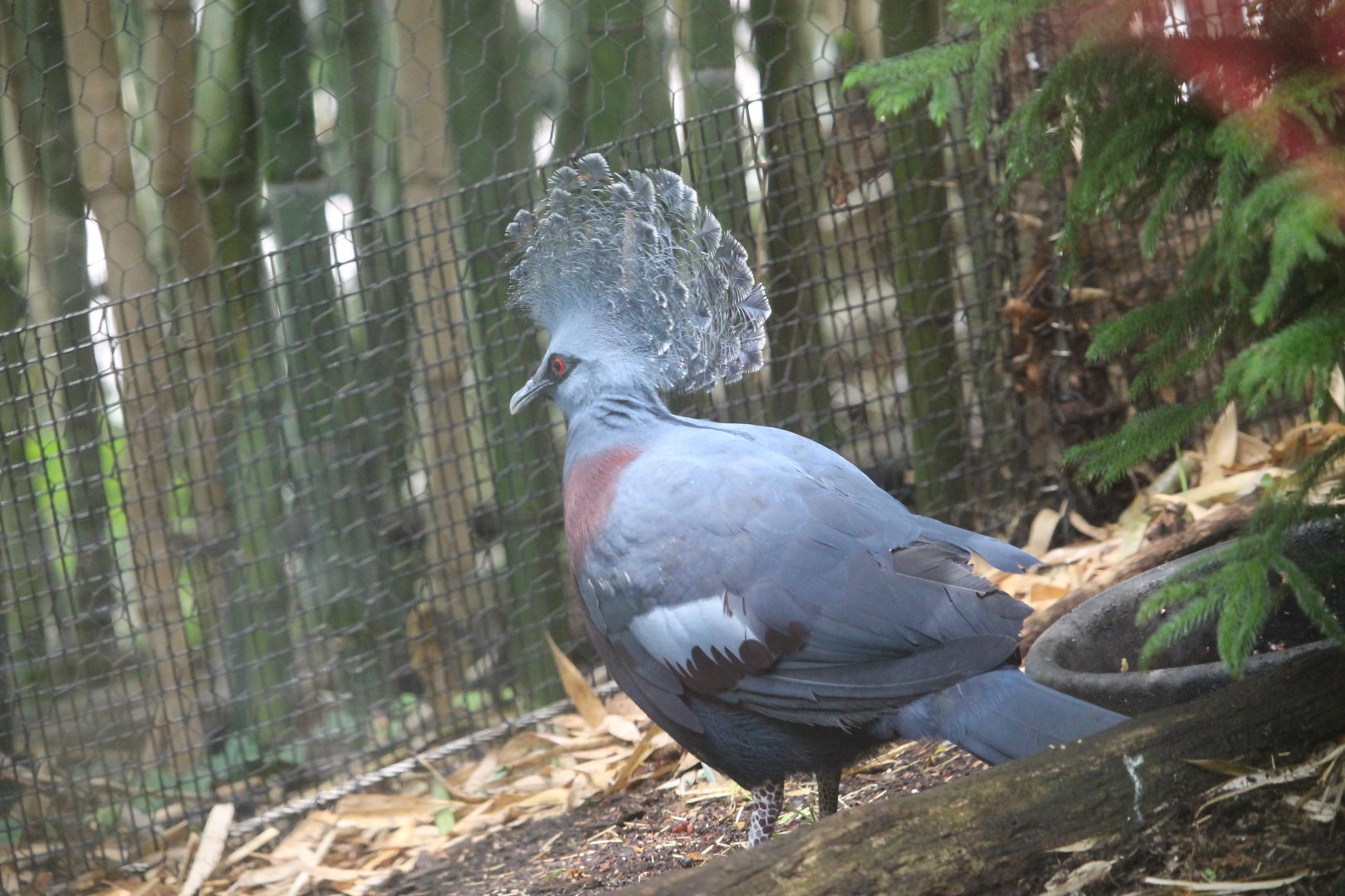 Victoria crowned pigeon (Goura victoria)