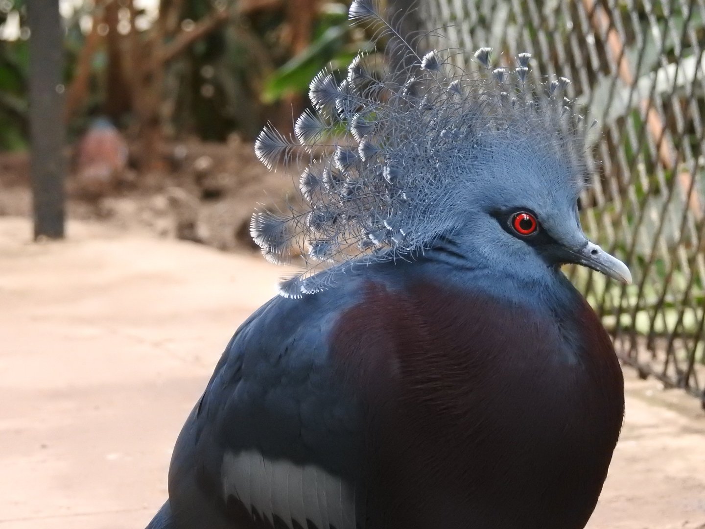 Victoria Crowned Pigeon (Goura victoria)