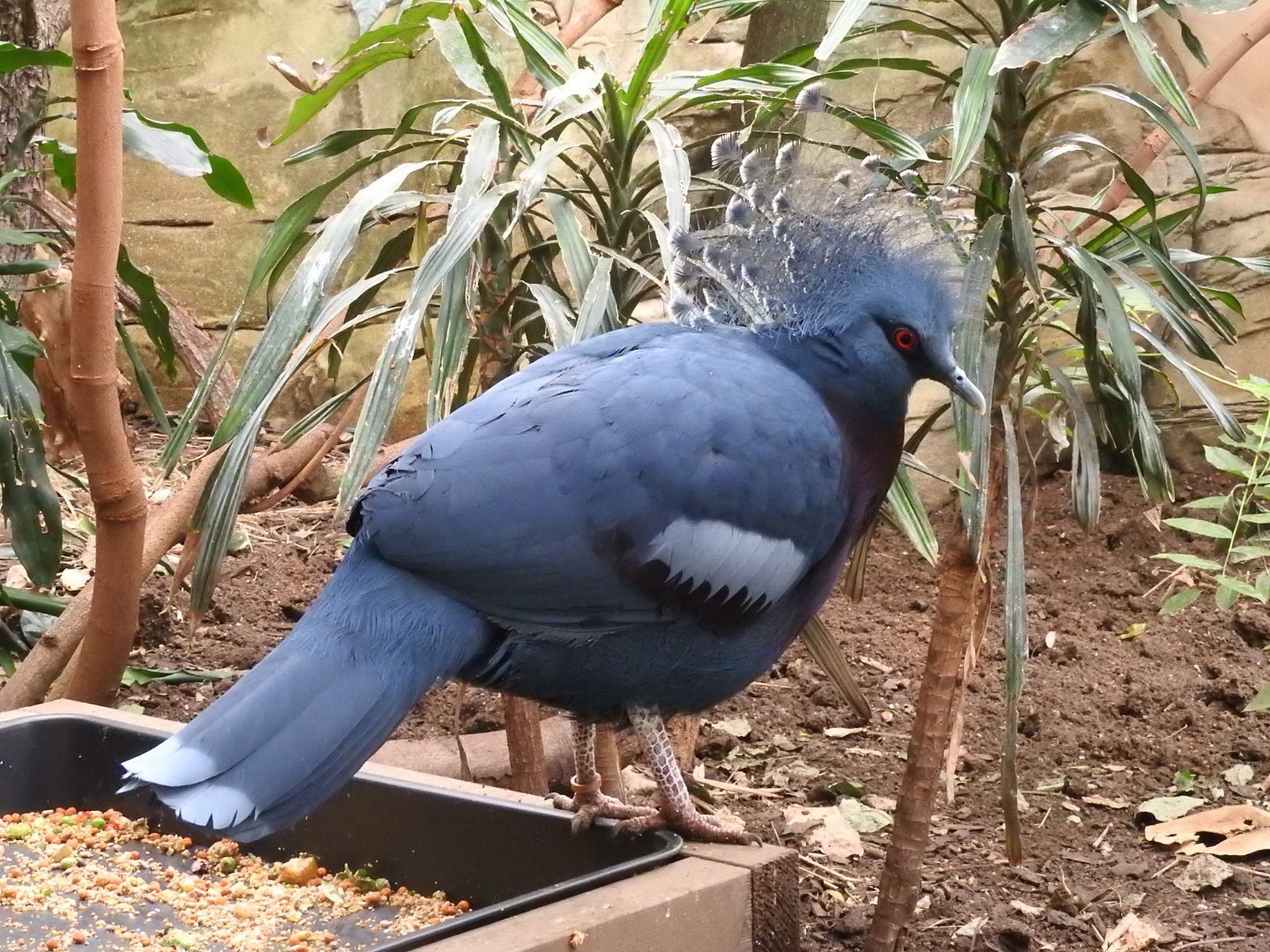 Victoria Crowned Pigeon (Goura victoria)