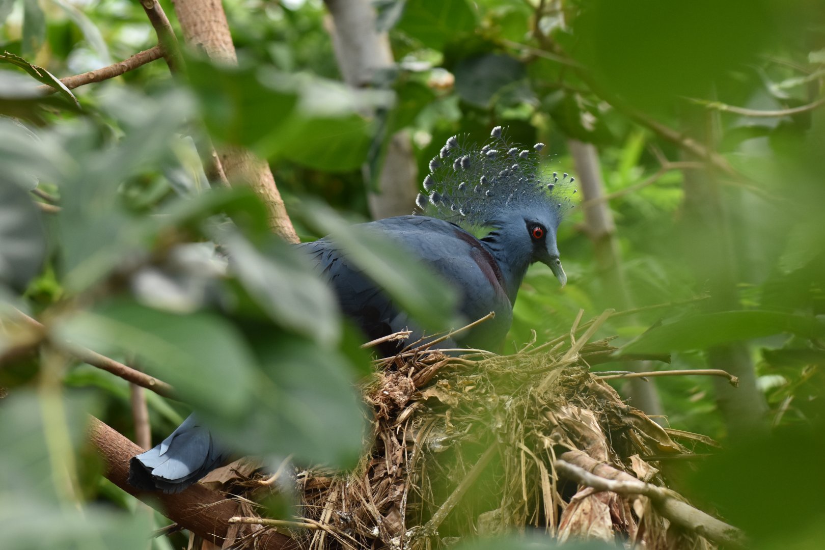 Victoria crowned pigeon (Goura victoria)