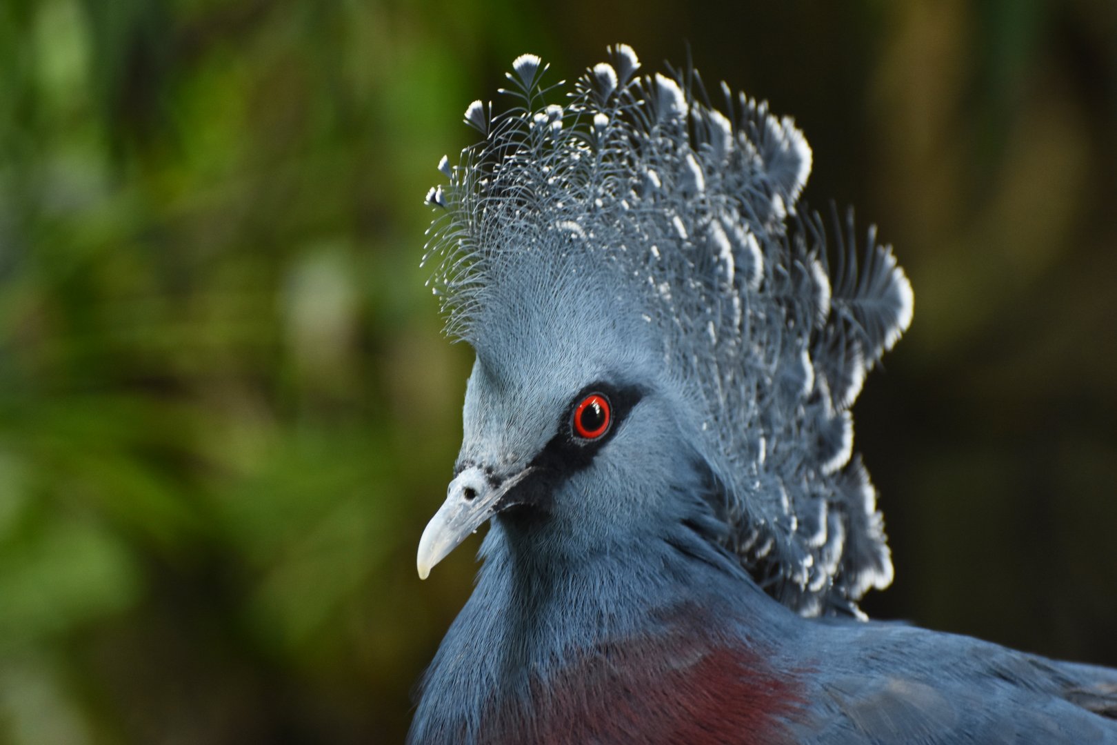 Victoria Crowned-Pigeon Goura victoria