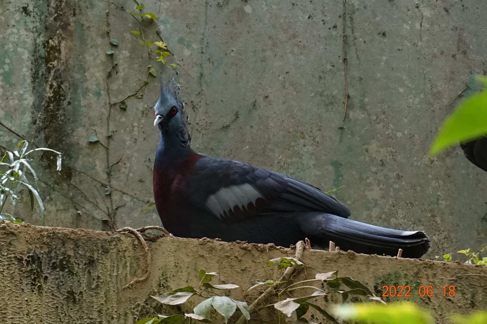 Victoria Crowned Pigeon (Goura victoria)