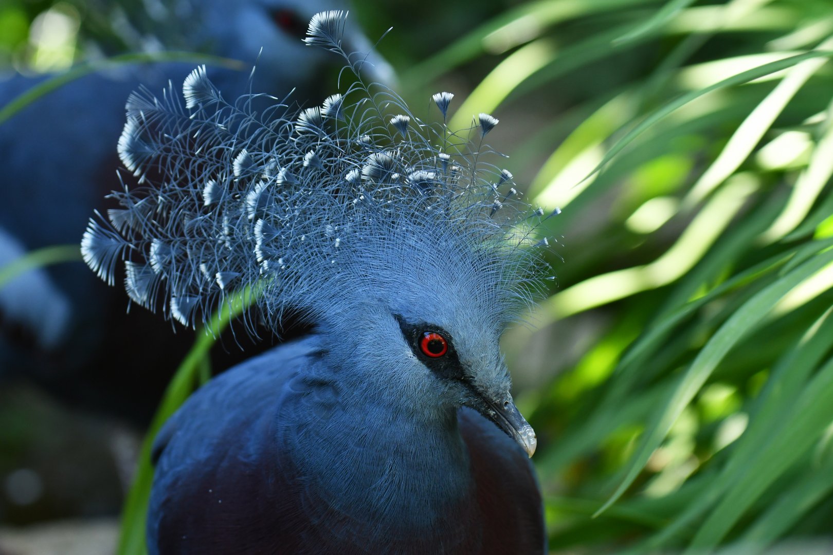 Victoria crowned-pigeon (Goura victoria)