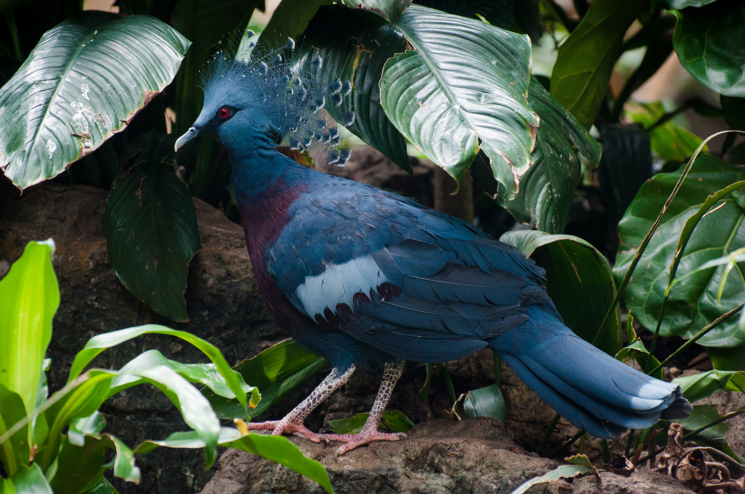 Victoria crowned pigeon (Goura victoria)