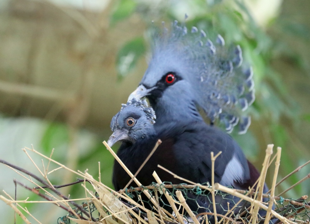 Victoria crowned pigeon (Goura victoria)