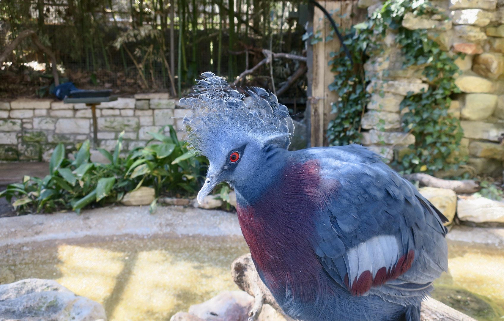 Victoria Crowned Pigeon (Goura victoria)