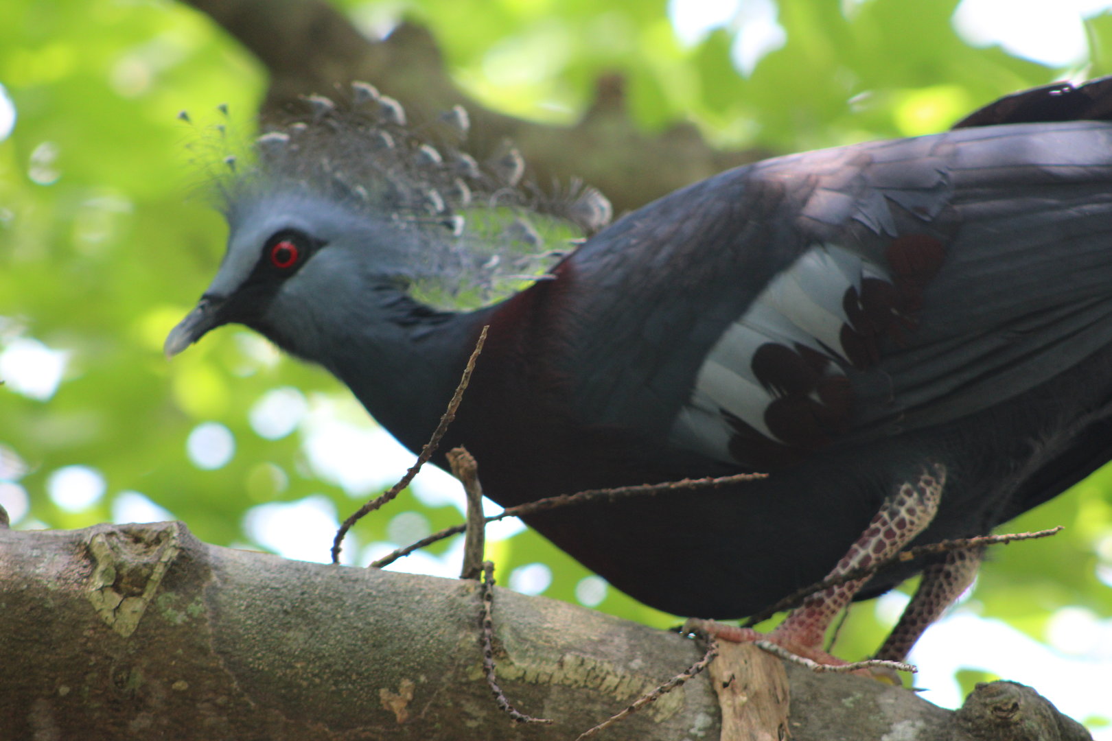 Victoria Crowned Pigeon (Goura victoria)