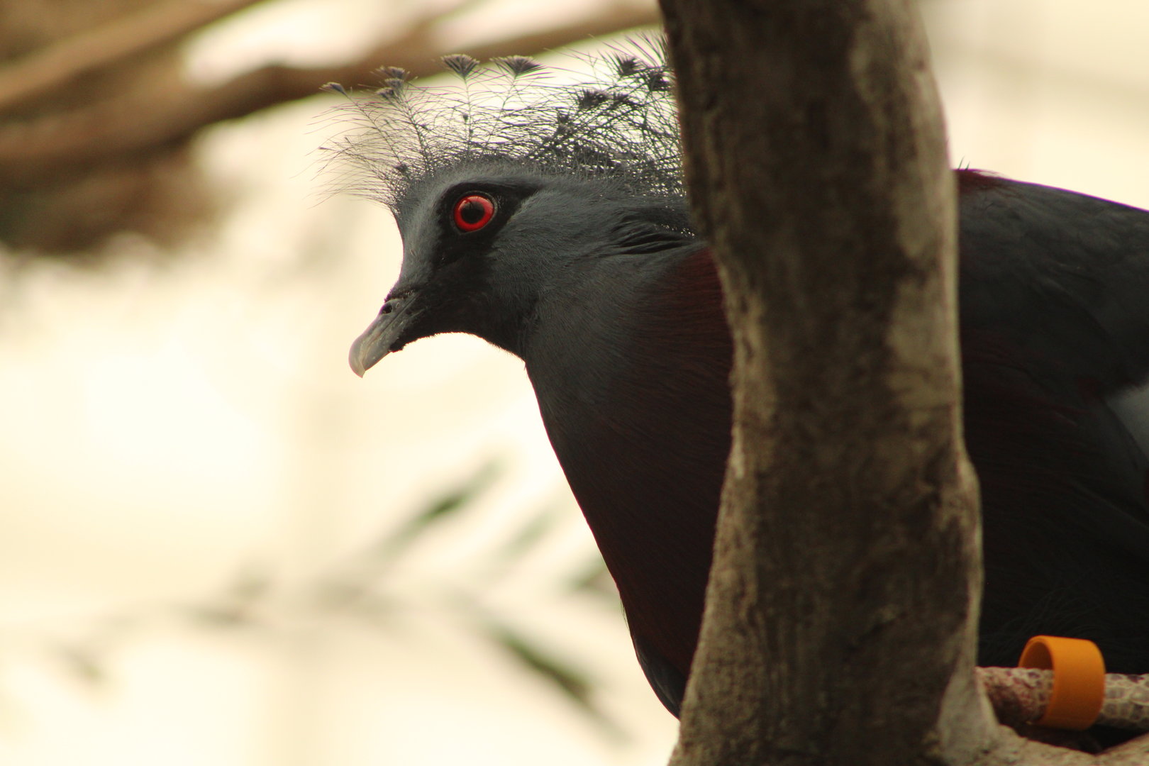 Victoria Crowned Pigeon (Goura victoria)