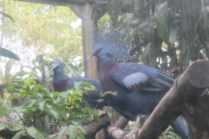 Victoria crowned pigeon (Goura victoria)
