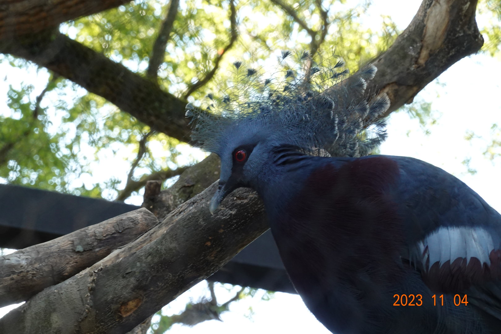 Victoria Crowned Pigeon (Goura victoria)