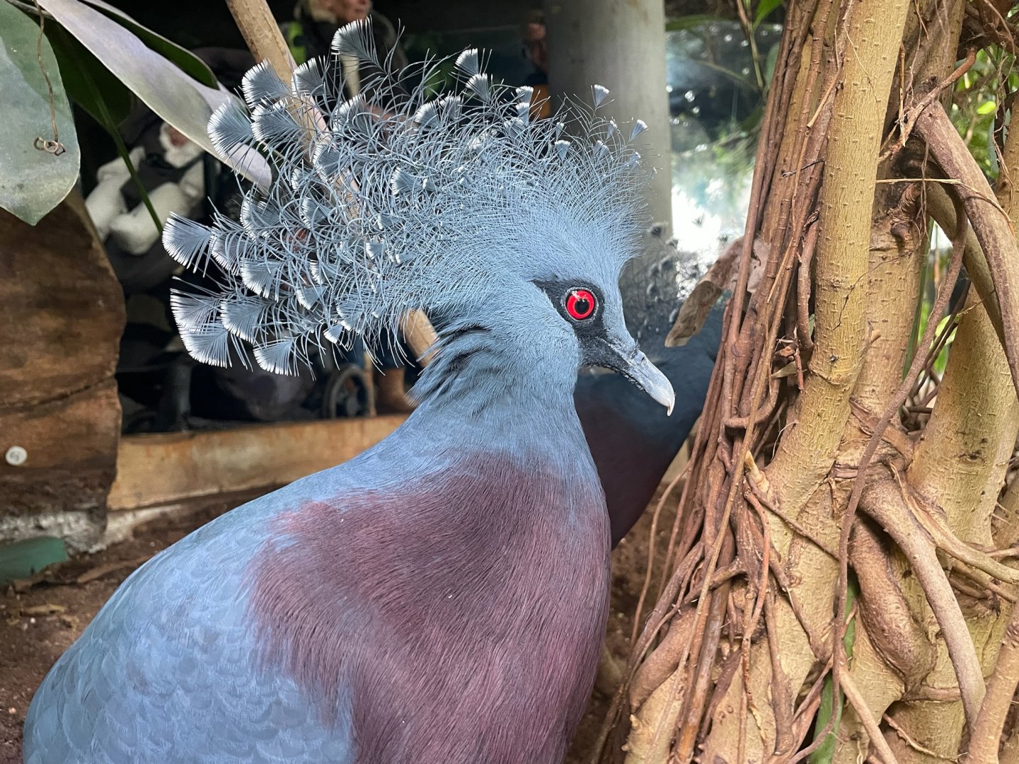 Victoria Crowned Pigeon, (Goura victoria)