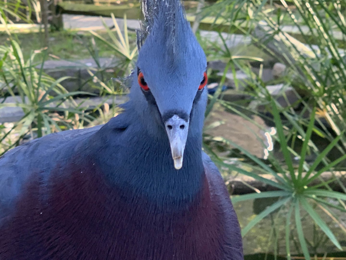 Victoria Crowned Pigeon (Goura victoria)