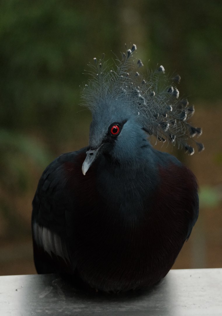 Victoria Crowned Pigeon (Goura victoria)