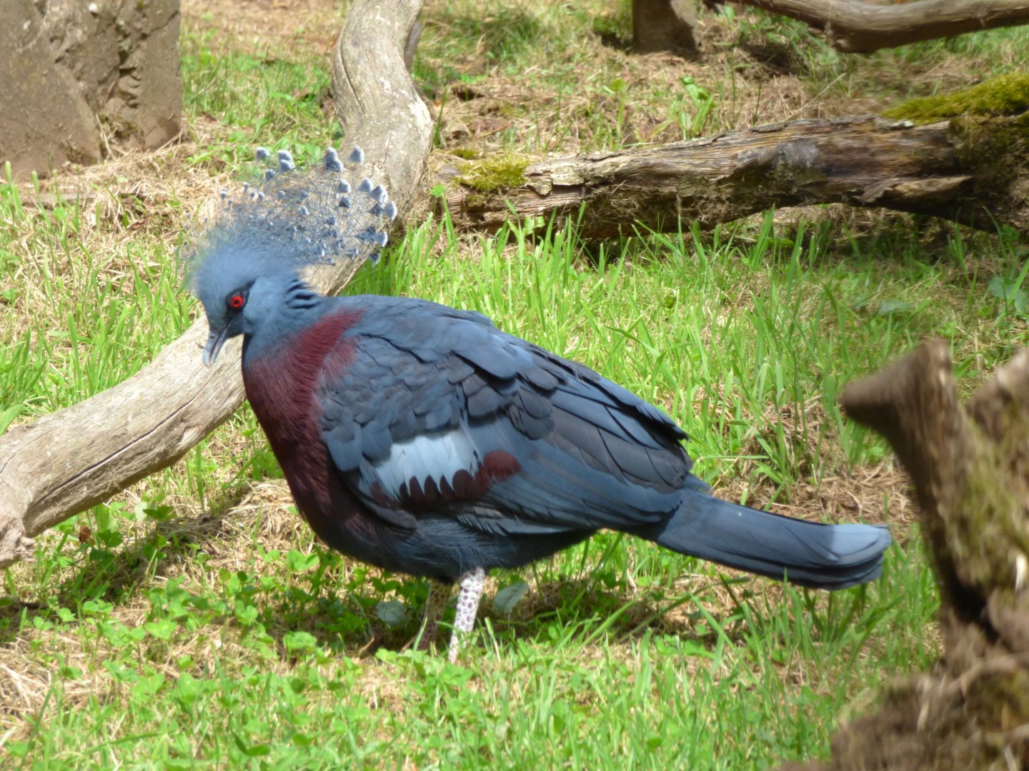 Victoria crowned pigeon (Goura victoria)