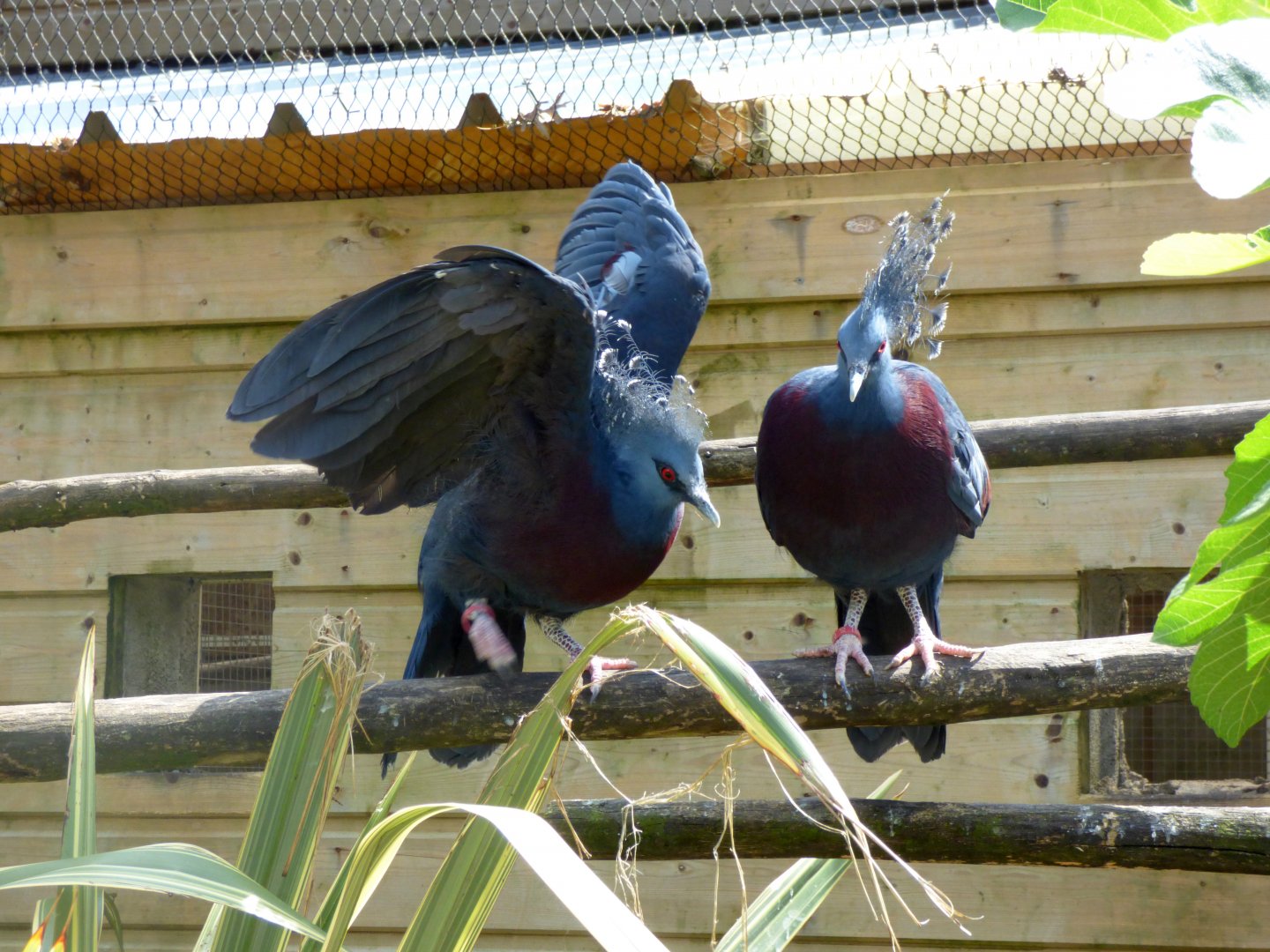 Victoria crowned pigeon (Goura victoria)