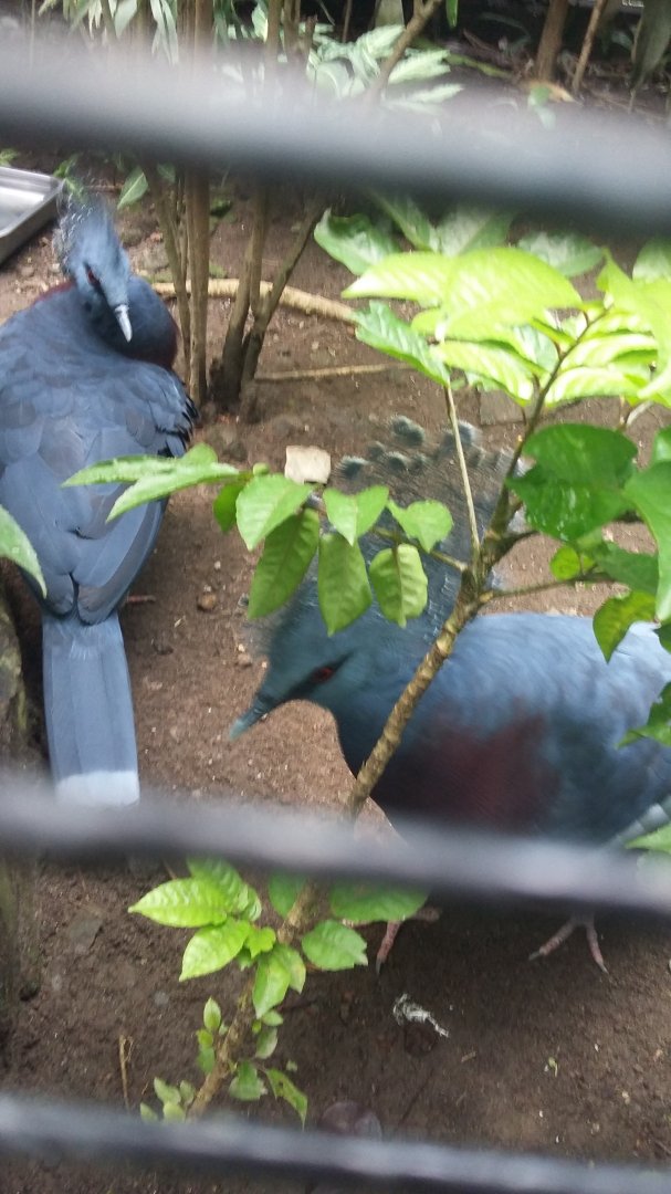 Victoria crowned pigeon (Goura victoria)