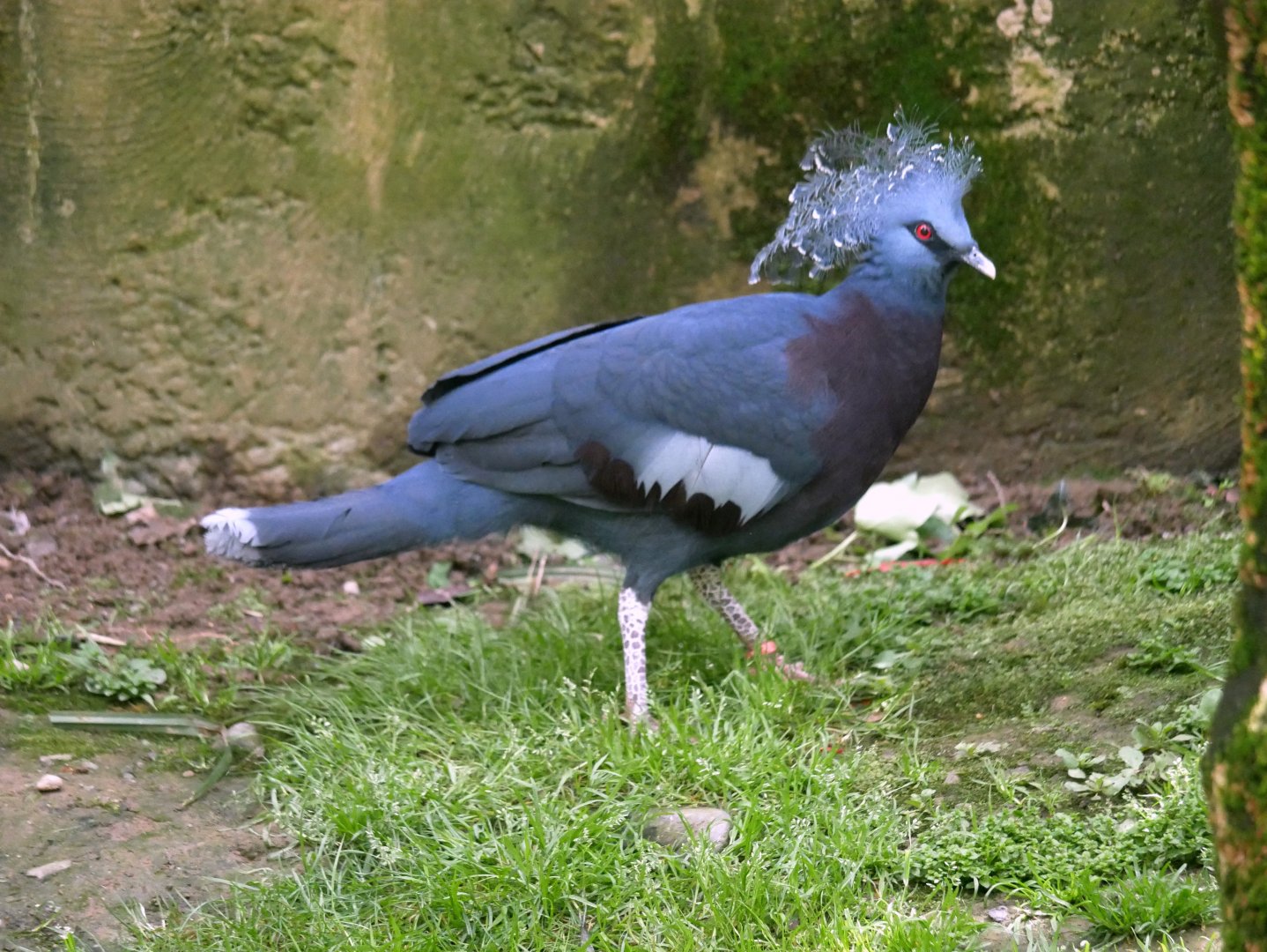 Victoria crowned pigeon (Goura victoria)