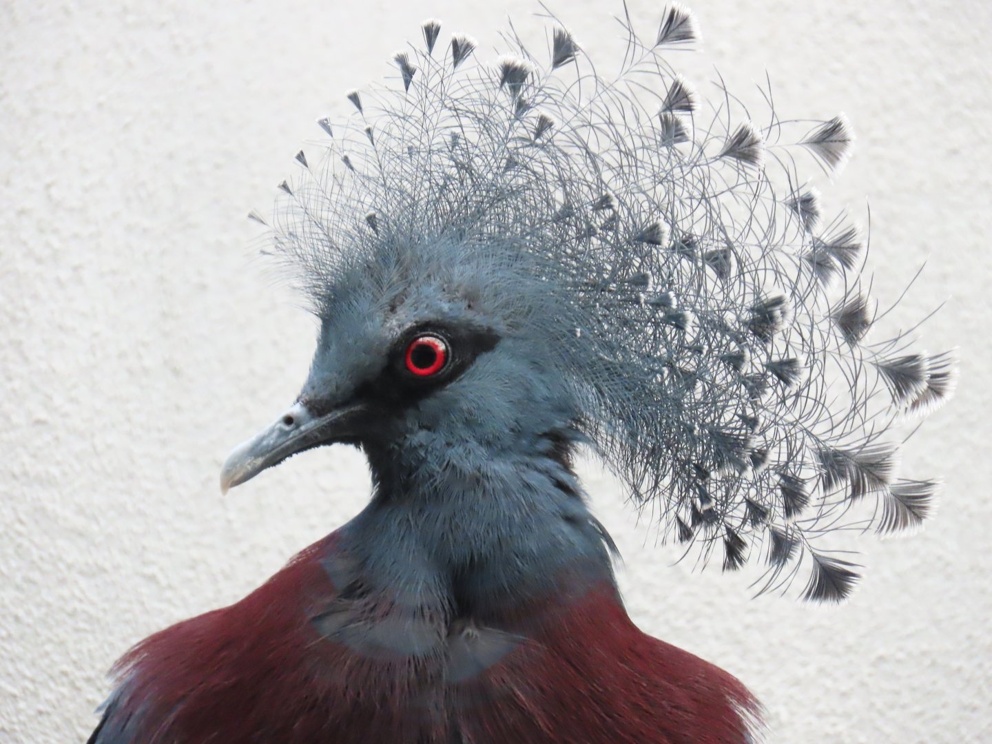 Victoria Crowned pigeon (Goura victoria)
