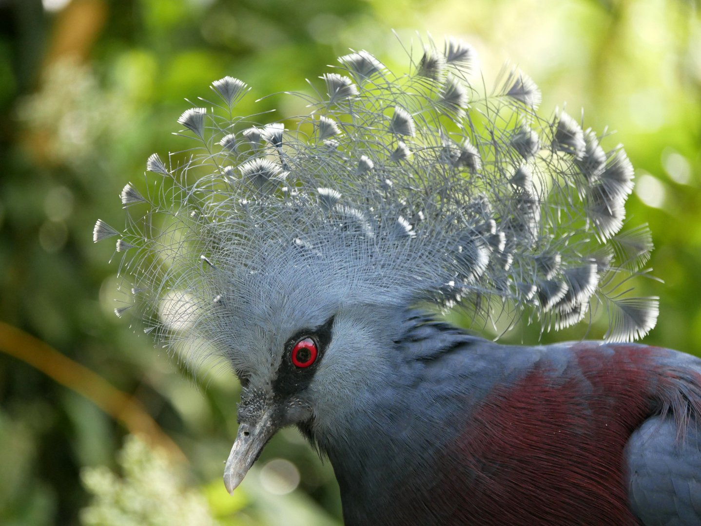 Victoria crowned pigeon (Goura victoria)