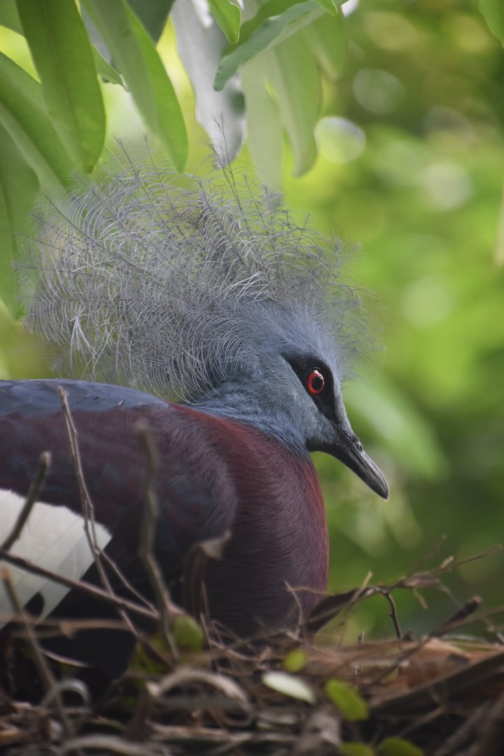 Victoria crowned pigeon, Goura victoria