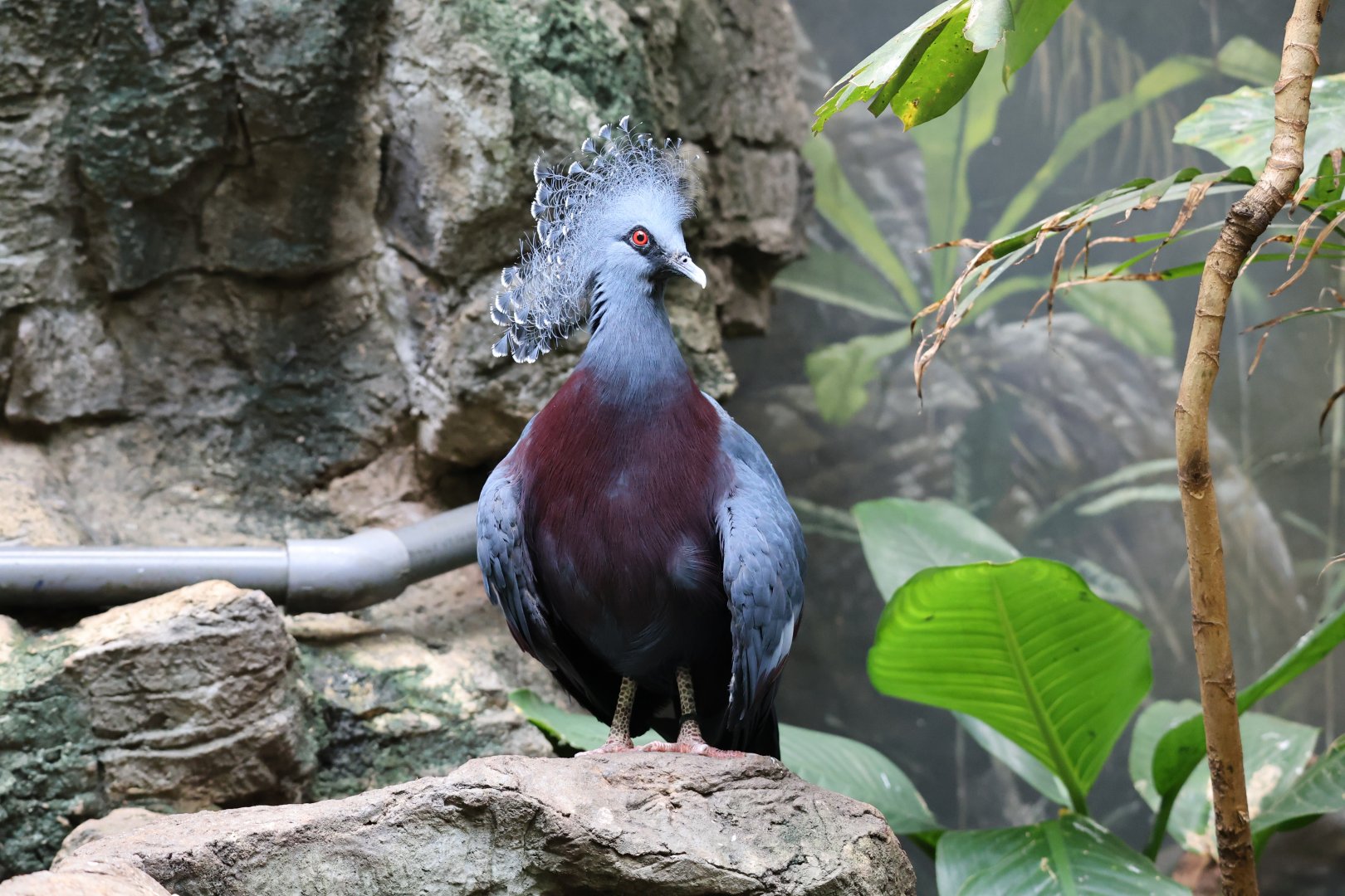 Victoria crowned pigeon (Goura victoria)