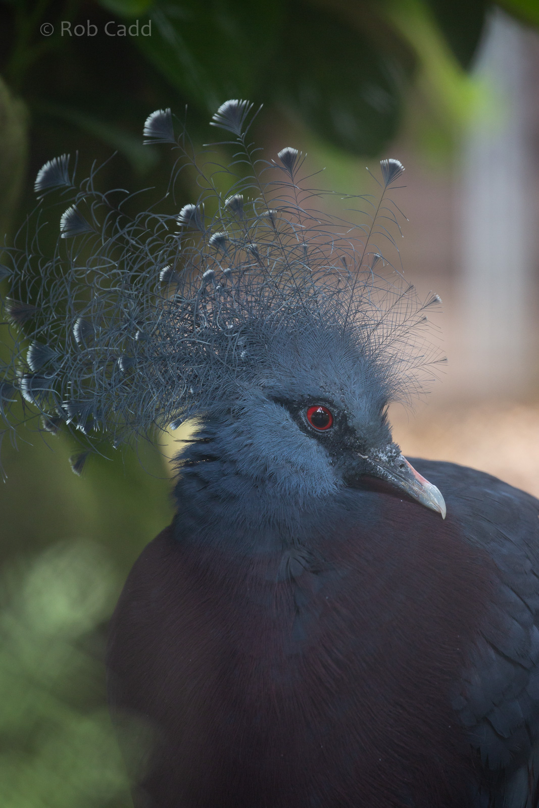 Victoria crowned-pigeon : Hamerton : 15 Jun 2018