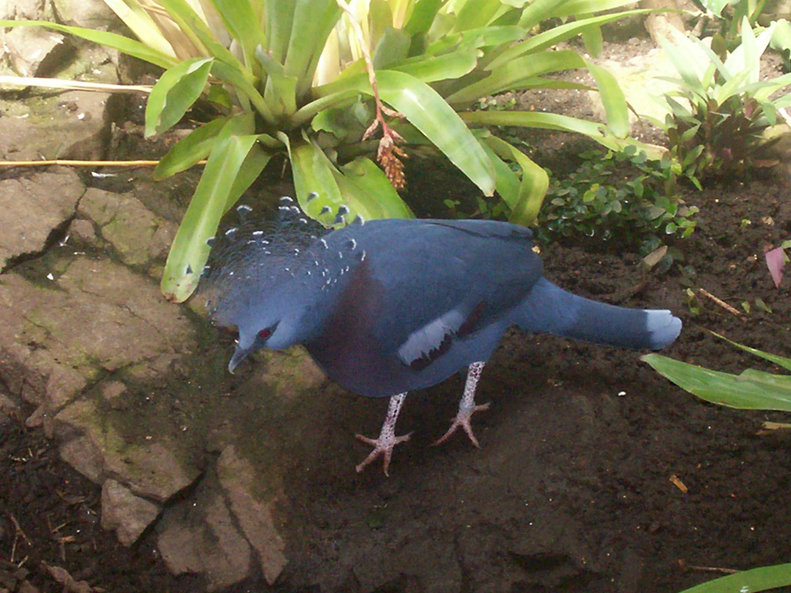 Victoria crowned pigeon in Australasian aviary at Edinburgh zoo