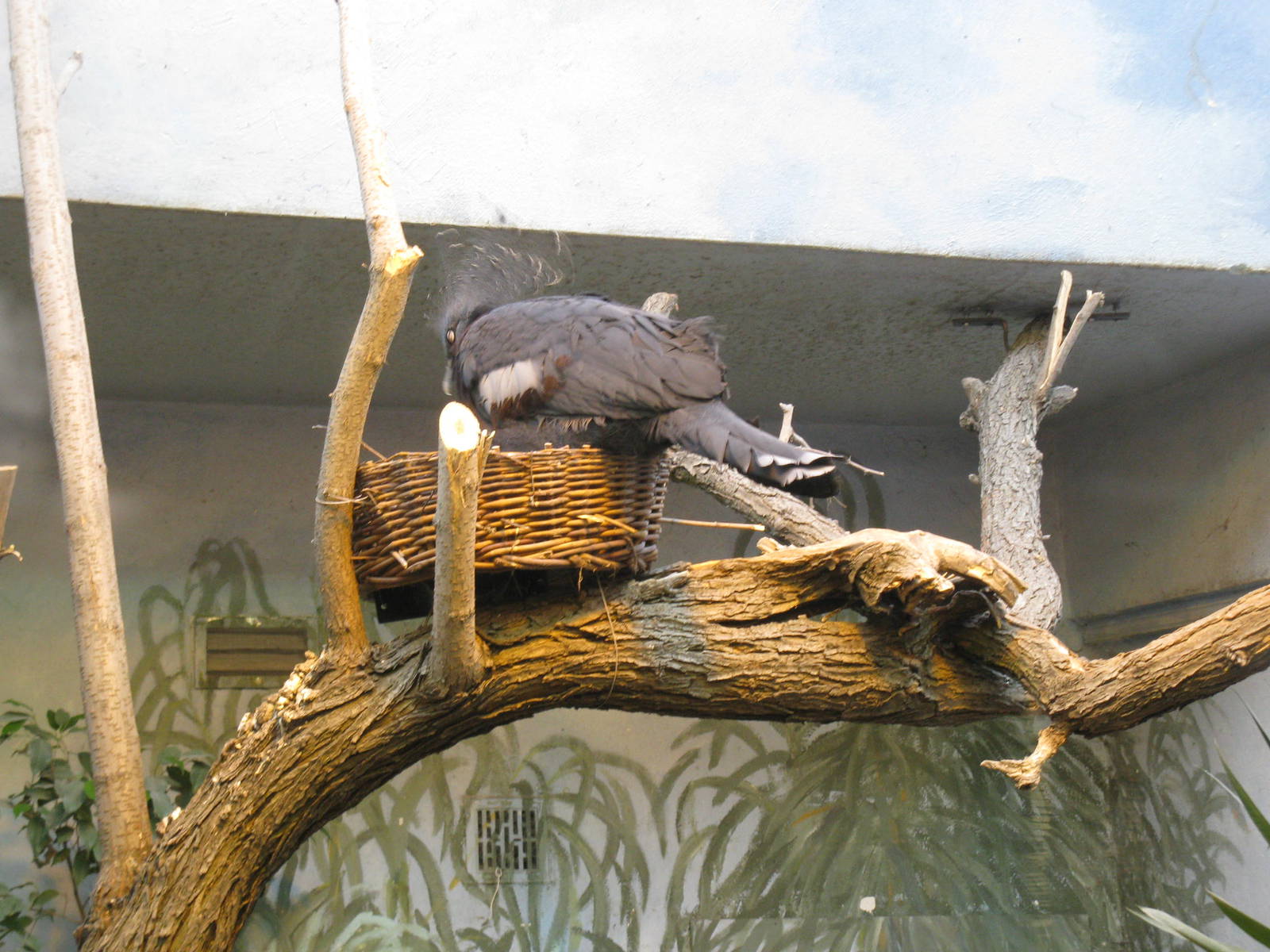 Victoria Crowned Pigeon in nest