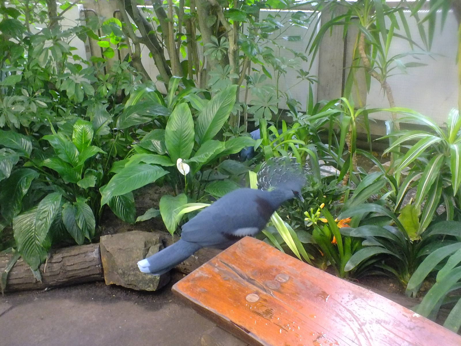 Victoria crowned pigeon in walk-through aviary