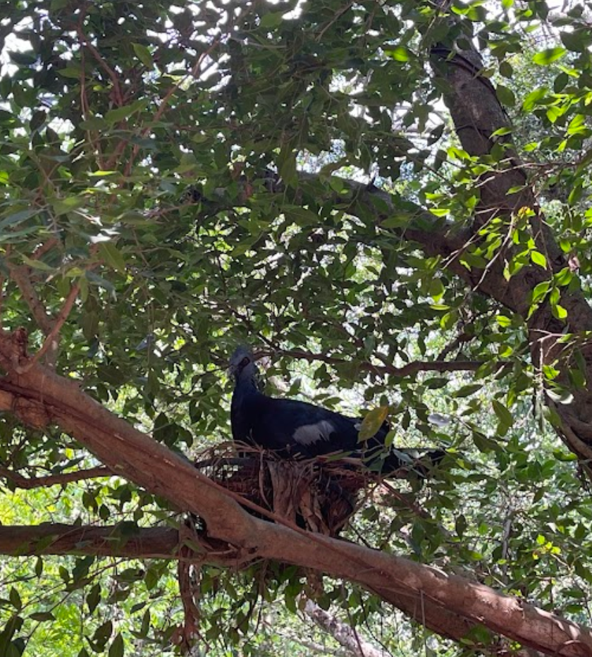 Victoria crowned pigeon incubates eggs.