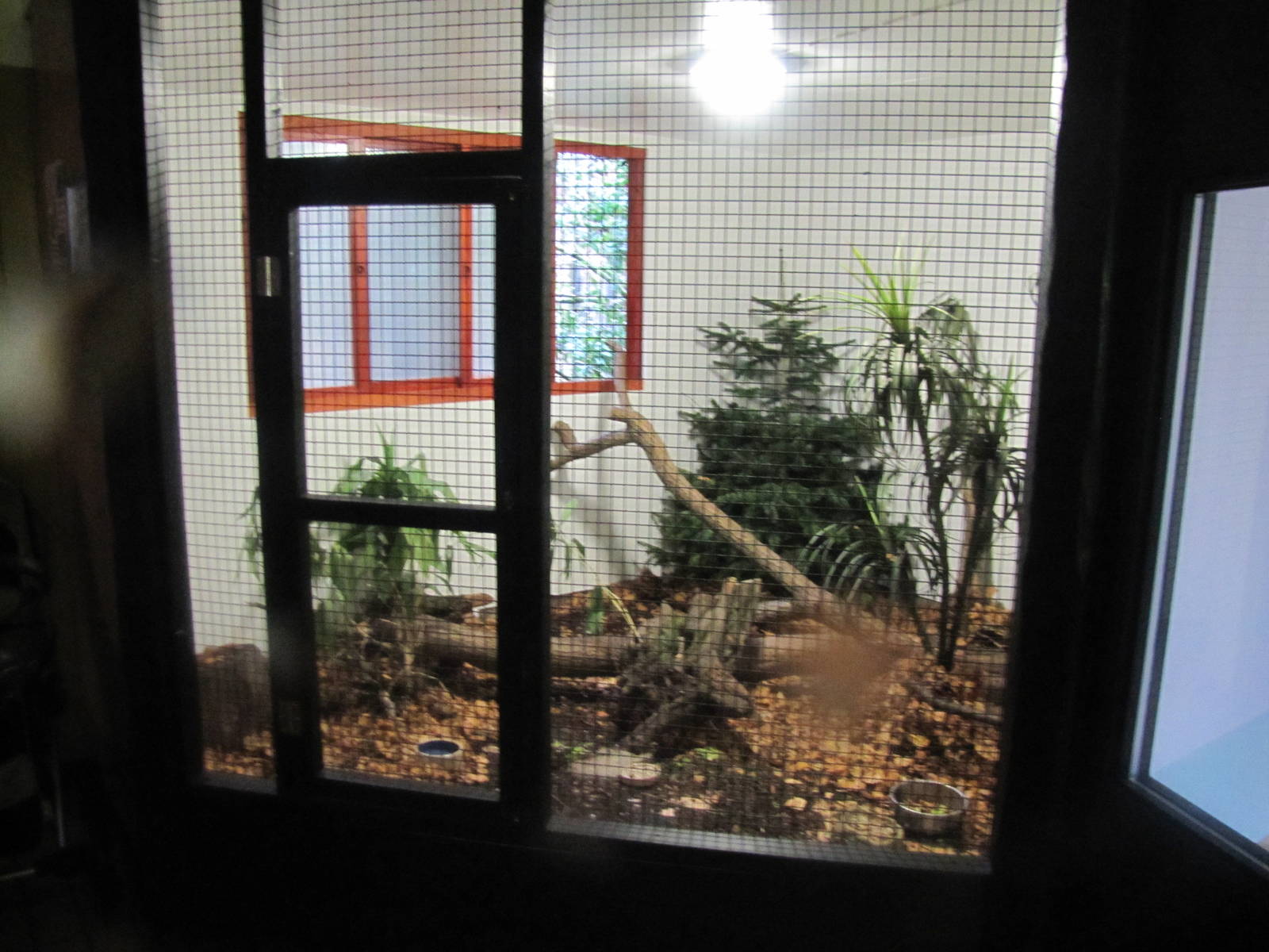 Victoria Crowned Pigeon indoor house