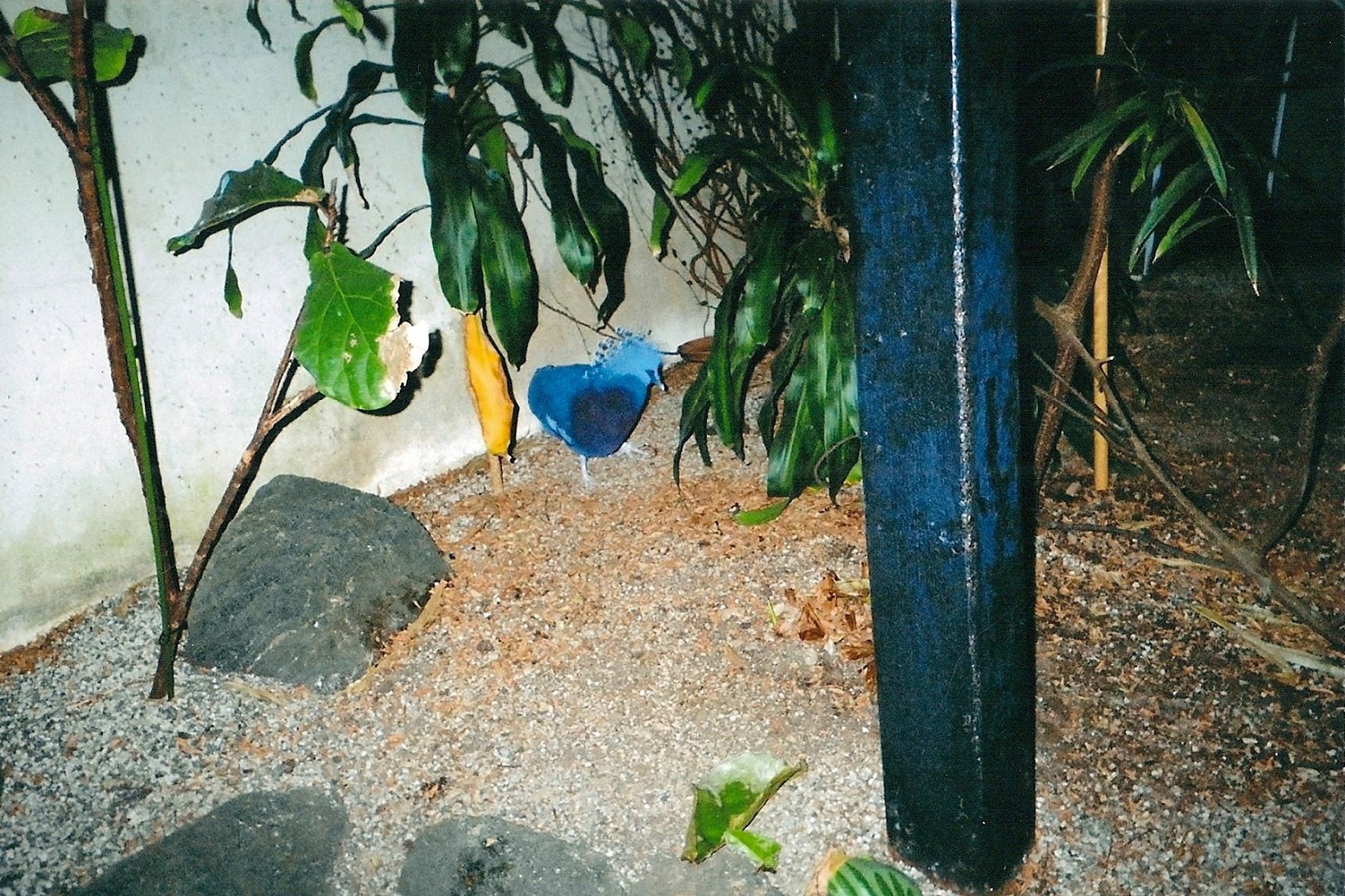 Victoria Crowned Pigeon January 2005