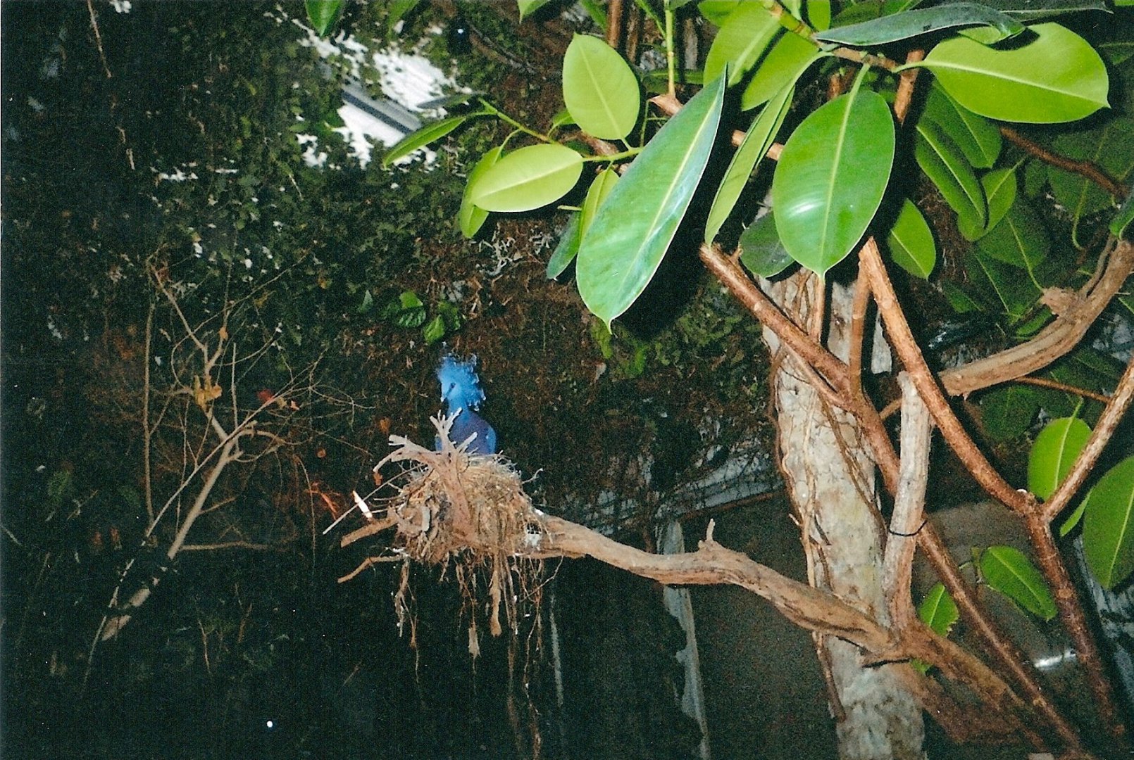 Victoria Crowned Pigeon January 2005