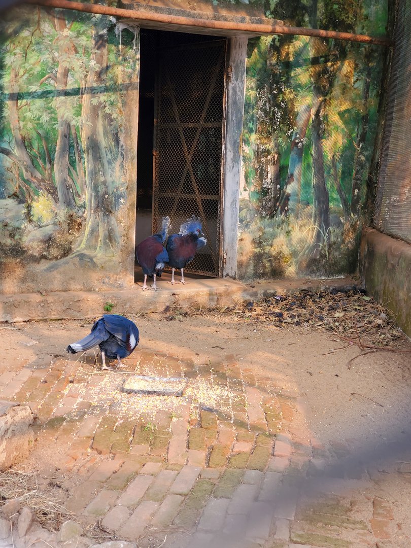 Victoria Crowned Pigeon - January 2023