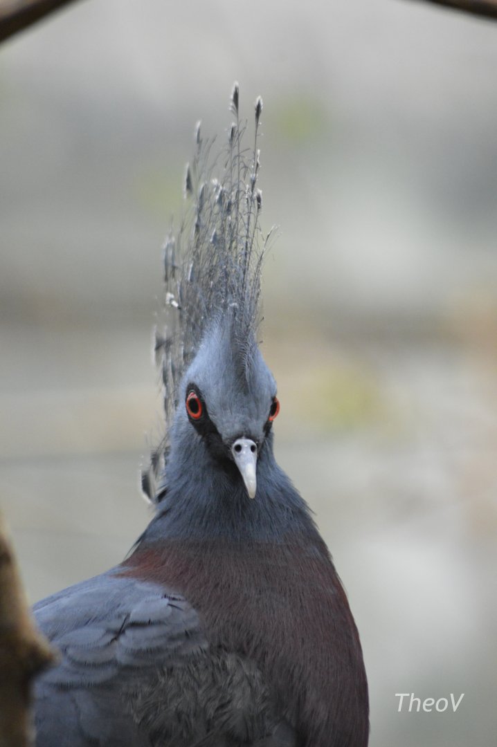 Victoria crowned pigeon - Jungle World [2017]