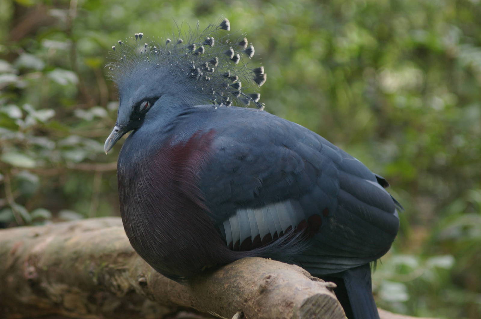 Victoria crowned pigeon, Jurong