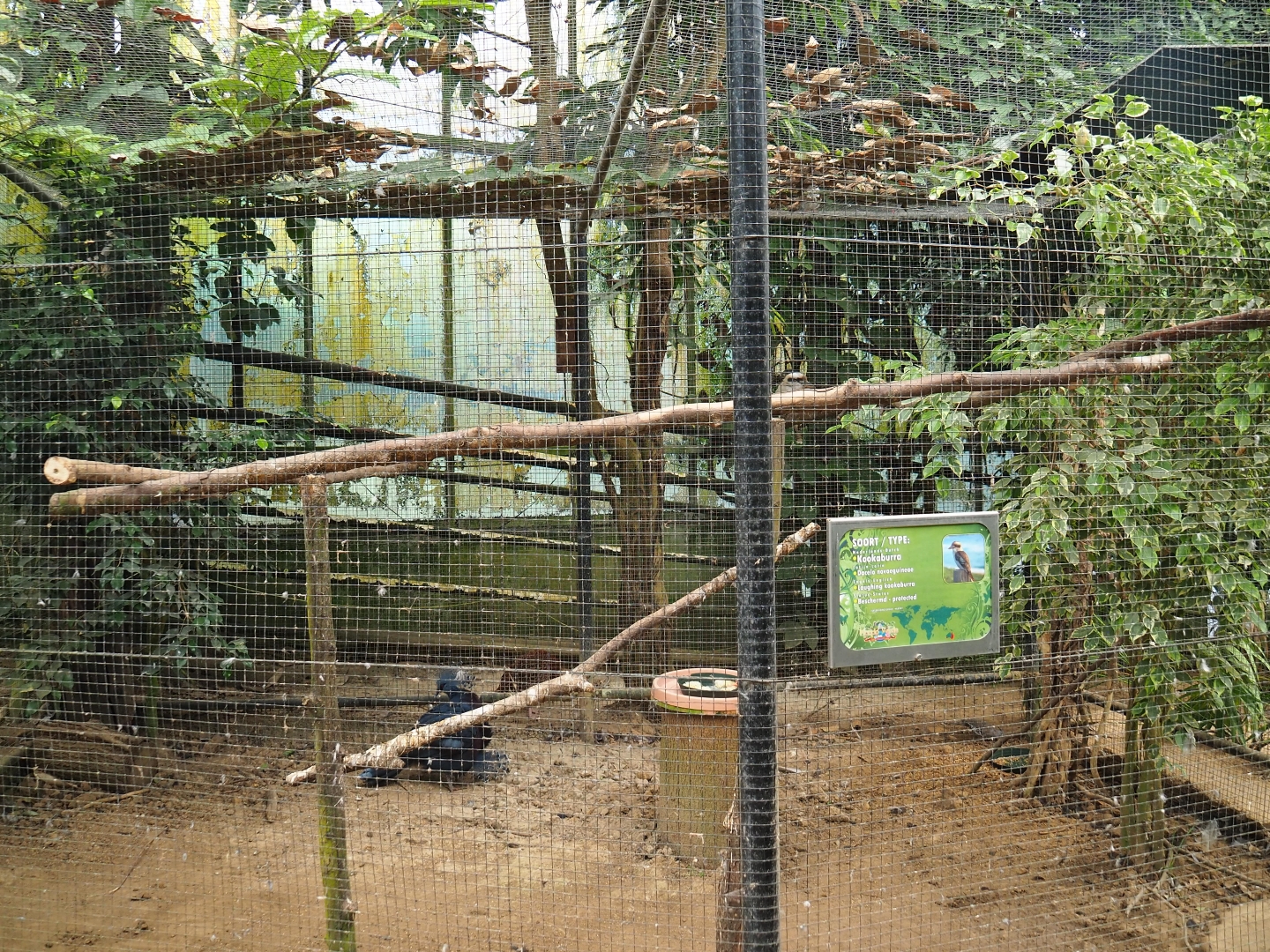 Victoria crowned pigeon - Laughing kookaburra aviary (Aug 28th, 2018)