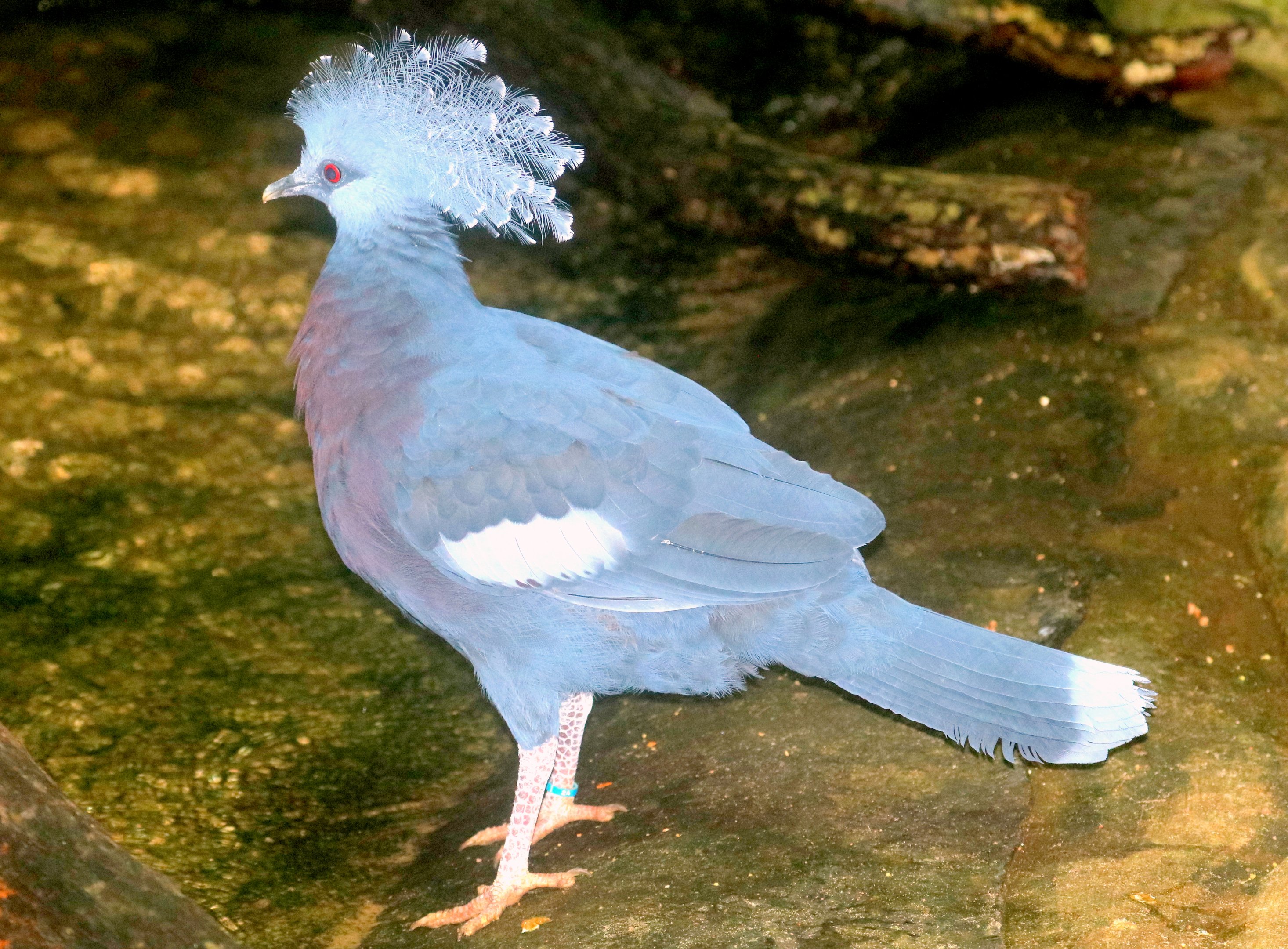 Victoria crowned pigeon; London Zoo; 24th January 2020
