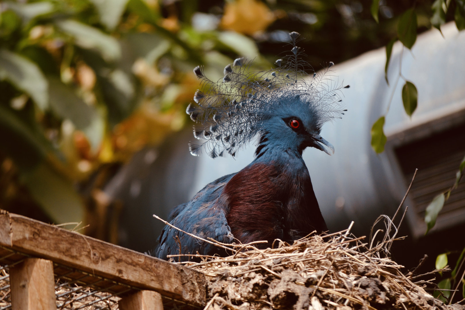 Victoria Crowned Pigeon - May 2023