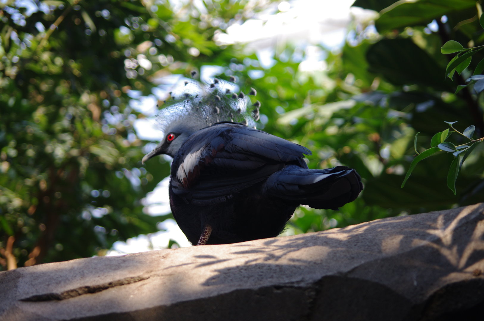 Victoria Crowned Pigeon- Monsoon Forest- 4/4/2023