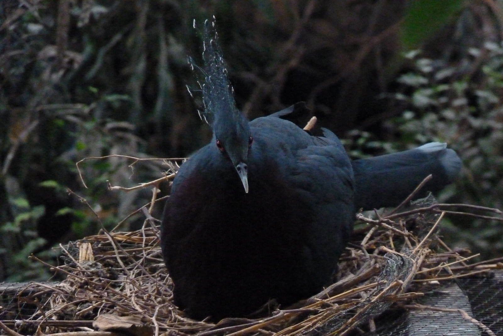 Victoria Crowned Pigeon nest, September 2016