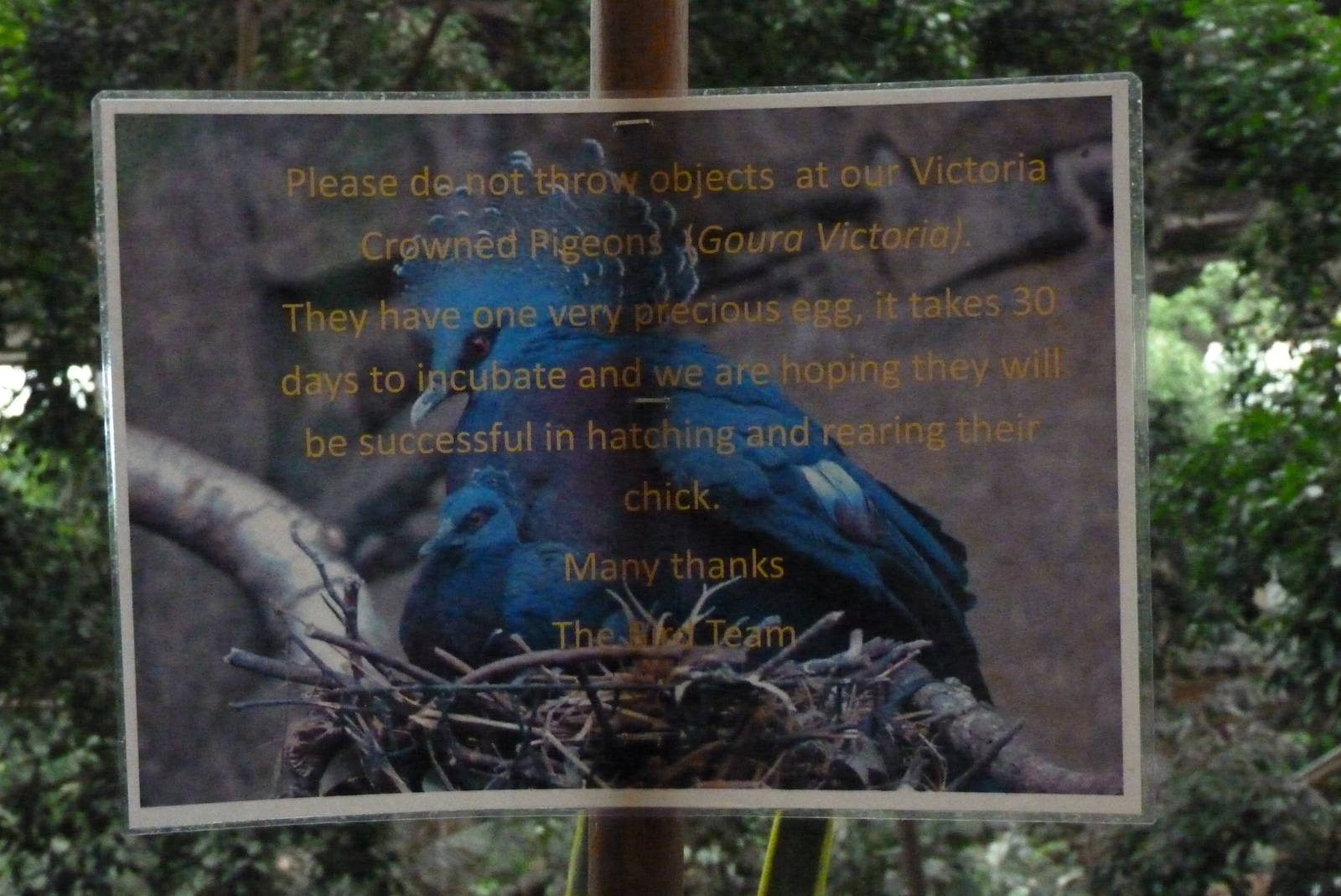 Victoria Crowned Pigeon nest sign, September 2016