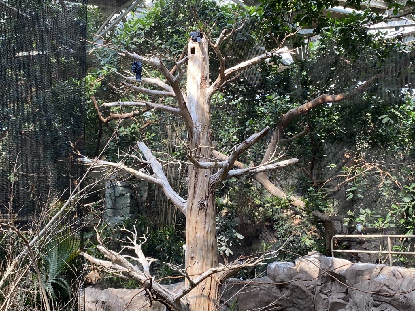 Victoria Crowned Pigeon Nesting  Tree