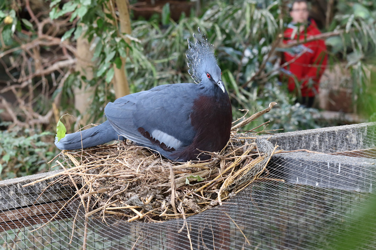 Victoria Crowned Pigeon on nest at Chester Zoo 27/10/18