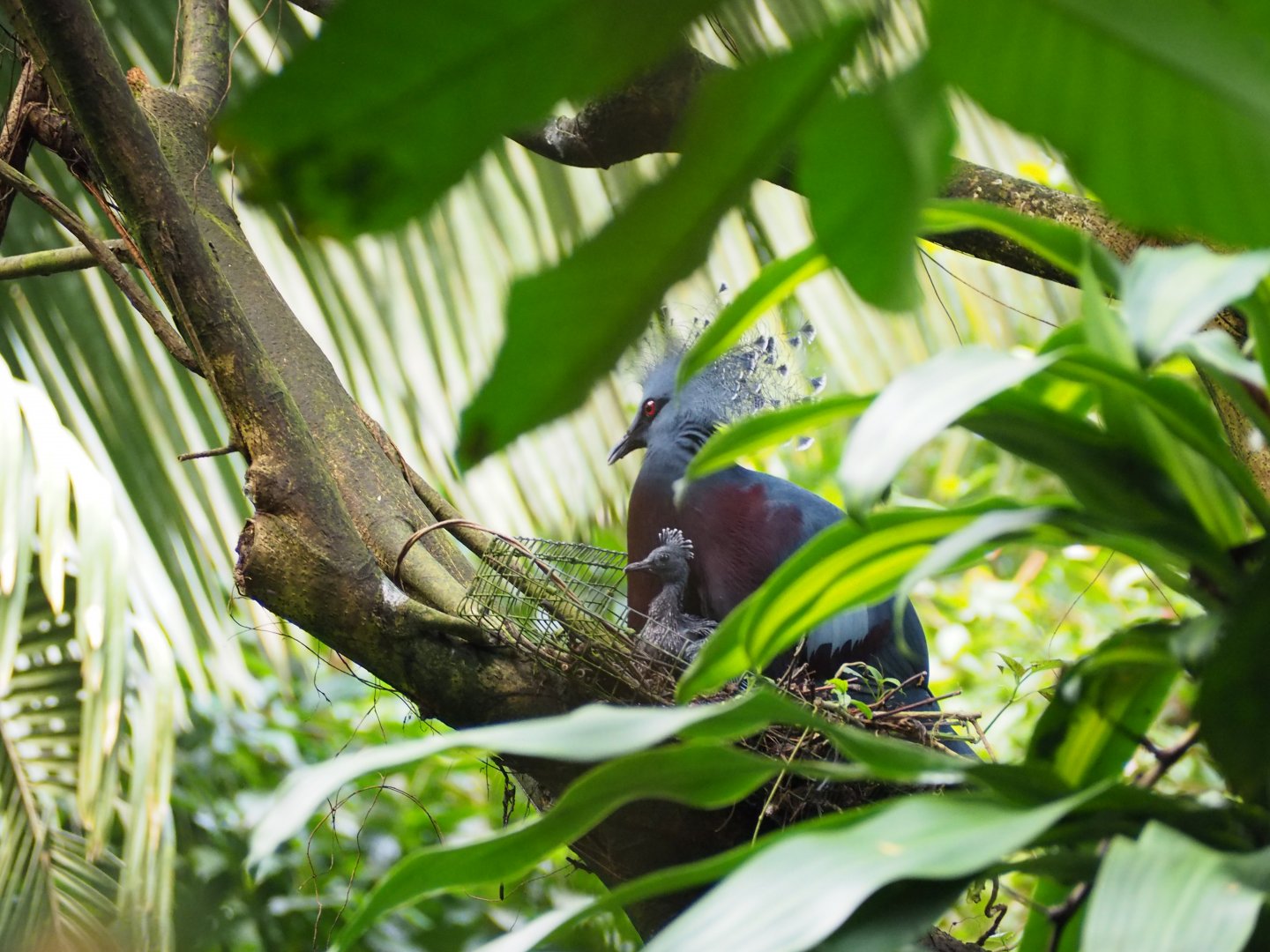 Victoria Crowned Pigeon on the nest with chick